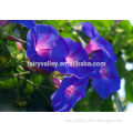 2015 gardening flower family seeds morning glory seeds for growing